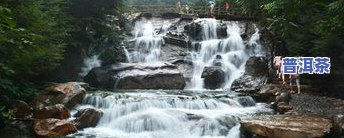 高山流水觅知音茶叶-高山流水觅知音茶叶多少钱一斤