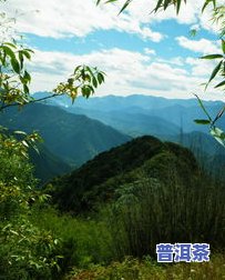 高黎贡山不适合做普洱茶-高黎贡山普洱茶好吗