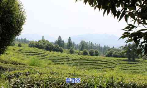 鼓浪屿特产茶叶，品味厦门：探索鼓浪屿特产茶叶的美妙世界