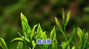 茶叶中芽，探秘茶叶中的芽：一种独特的味道和营养来源