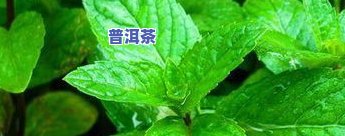 薄荷叶怎么制作茶叶-薄荷叶怎么制作茶叶视频