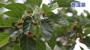 怎么制作桑叶桑叶茶，简单易学：如何制作美味的桑叶桑叶茶？