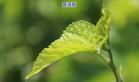 怎么制作桑叶桑叶茶，简单易学：如何制作美味的桑叶桑叶茶？