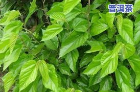 怎么制作桑叶桑叶茶，简单易学：如何制作美味的桑叶桑叶茶？