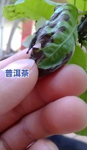 黑骨茶叶子发黑掉叶怎么回事，植物疑问解析：黑骨茶叶子发黑掉叶的起因及解决方法