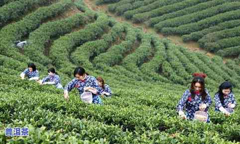 信阳为何适合种茶叶树，揭秘信阳：为何成为优质茶叶的黄金种植地？