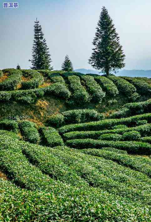 信阳为什么适合种茶叶，探秘信阳：为何成为优质茶叶种植地？