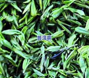 信阳为何适合种茶叶-信阳为何适合种茶叶呢