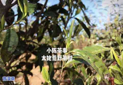 奇楠一号白木香茶叶-奇楠树和白木香树区别