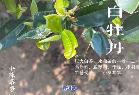 奇楠一号白木香茶叶-奇楠树和白木香树区别