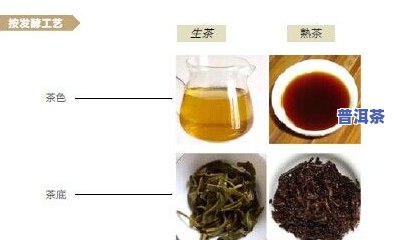 普洱茶发酵过程会产生霉菌吗，探究普洱茶发酵期间是不是会产生霉菌