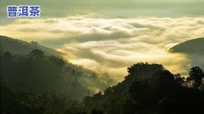 高清普洱茶山图片大全，探索茶叶之美：高清普洱茶山图片大全