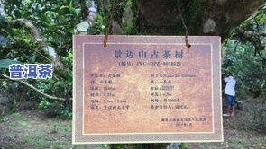 宁波普洱茶叶场在哪里，宁波普洱茶叶场地址查询指南