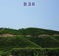 罗山县灵山茶业，探访罗山县灵山茶业：探寻绿茶之源