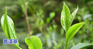 普洱茶采用什么茶树鲜叶制成，揭秘普洱茶的制作原料：采用何种茶树鲜叶？