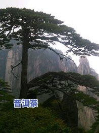 黄山脚下大妈卖茶叶-黄山脚下大妈卖茶叶的地方