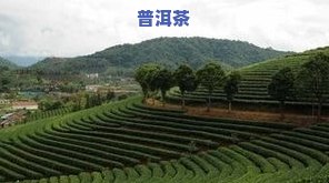 普洱六大茶山各产那种茶，探寻普洱六大茶山：揭秘各产区代表性茶叶品种