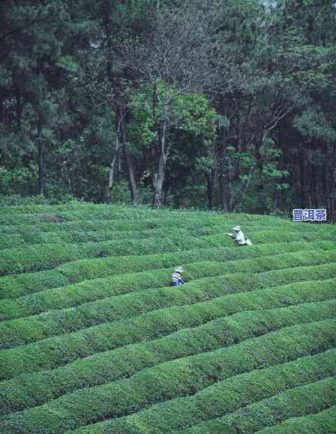 一尖一叶的是啥茶叶-一尖一叶的是啥茶叶品种