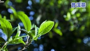 叶子挺长的茶叶是什么茶，探究茶叶世界：哪些茶叶的叶子挺长？