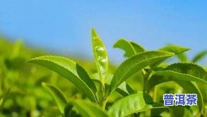 叶子挺长的茶叶是什么茶，探究茶叶世界：哪些茶叶的叶子挺长？