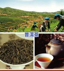 历史悠久的茶叶-历史悠久的茶叶