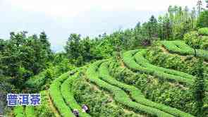 鼓浪屿三种特色茶叶有哪些，探索鼓浪屿的茶文化：了解三种独特的本地特色茶叶