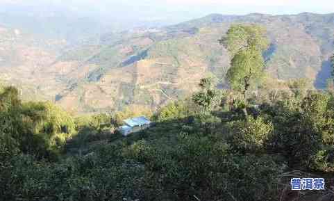 普洱茶遍地-普洱茶遍地都是冰岛老寨