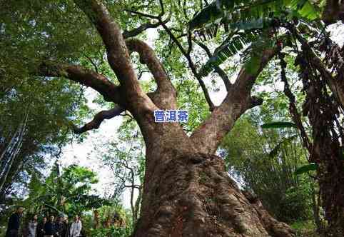 普洱10大古树名茶，探索普洱的韵味：揭秘十大古树名茶