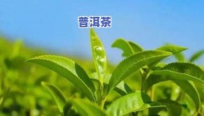 像干树叶一样的茶叶，干枯的树叶：探索特别的茶叶品种