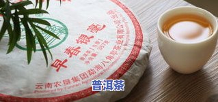 七子饼和普洱茶的区别-七子饼和普洱茶的区别是什么