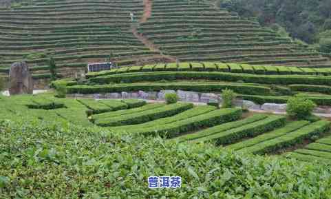 名山产什么茶，探秘名山，品味茗香——名山特产茶叶大盘点