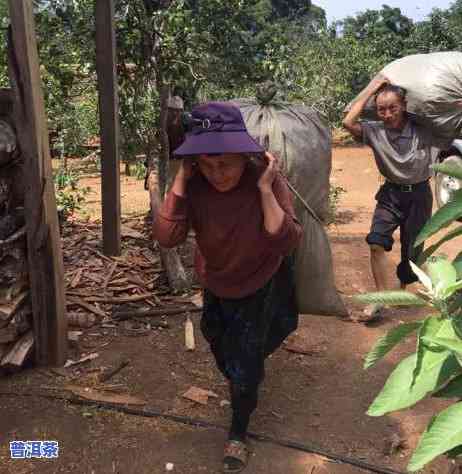 冰岛普洱茶采摘视频大，探索冰岛普洱茶的魅力：最新采摘视频大