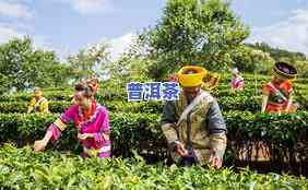 树龄少的普洱茶有哪些牌子好，推荐几款树龄较年轻但品质优秀的普洱茶