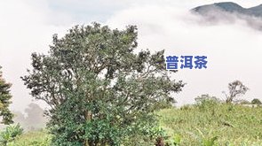 普洱古树茶六大山头，探寻普洱古树茶的魅力：六大山头的深度解析