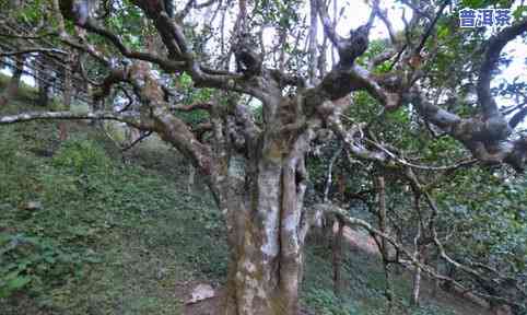 普洱茶六大山头-普洱茶六大山头名称