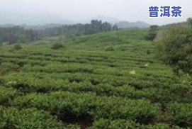 荒岭普洱茶-荒山普洱茶价格