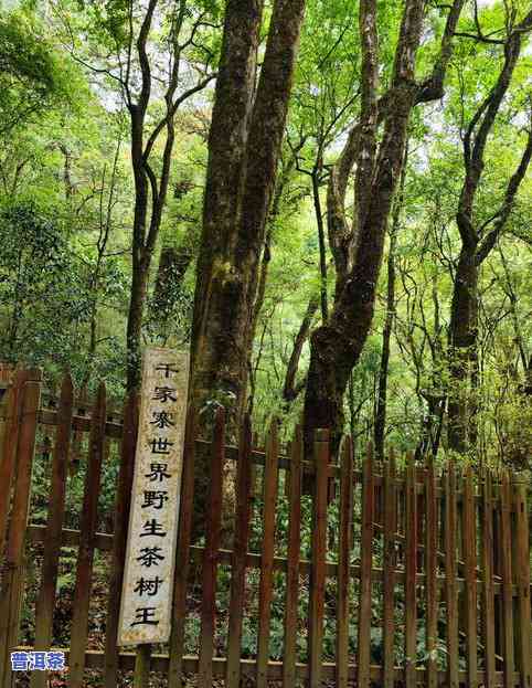 千家寨古树普洱，探秘千年古树普洱：千家寨的茶文化之旅