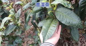 榆树茶的功效与作用，深度解析：榆树茶的神奇功效与作用