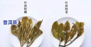 益壶春普洱茶价格多少一斤-益壶春普洱茶价格多少一斤啊