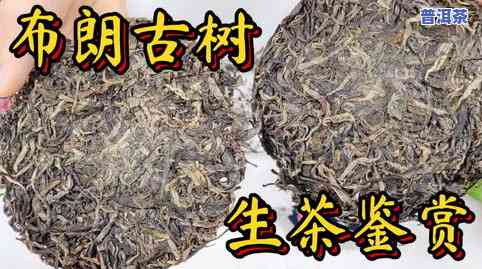 普洱茶冰岛生茶柱-冰岛普洱茶生茶价格