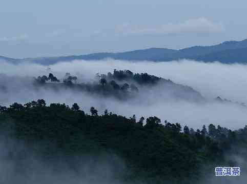 天门山普洱茶价格，探究天门山普洱茶的价格，熟悉高品质茶叶的价值