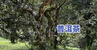 天门山普洱茶官网价格表-天门山普洱茶官网价格表