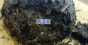 普洱茶黑色虫子是什么品种-普洱茶黑色虫子是什么品种的