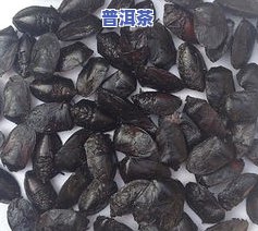 普洱茶黑色虫子是什么东西-普洱茶黑色虫子是什么东西图片