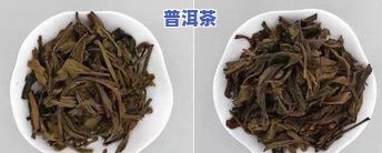 千年古树普洱茶究竟有何特别之处，揭秘千年古树普洱茶的独特魅力