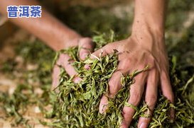 普洱茶倒生根工艺，探秘普洱茶倒生根工艺：一种特别的茶叶制作技术