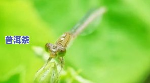 梦见茶叶生了好多虫子，茶叶生长中的烦恼：梦见茶叶生虫子的解析与应对策略