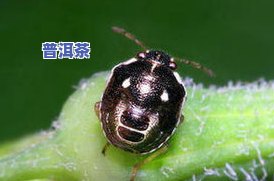 茶叶里长了很多小虫-茶叶里长了很多小虫子