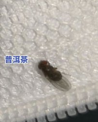 茶叶里泡开有小黑虫-茶叶里泡开有小黑虫图片