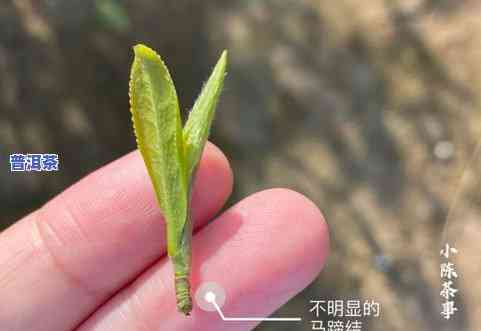 茶叶里面有白色的虫-茶叶里面有白色的虫子